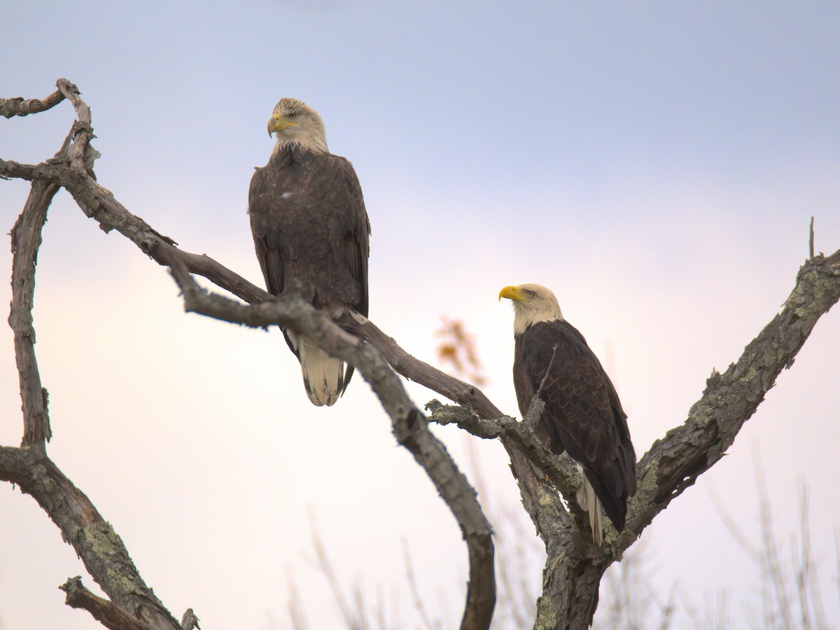 Белоголовый орлан - ML644536725