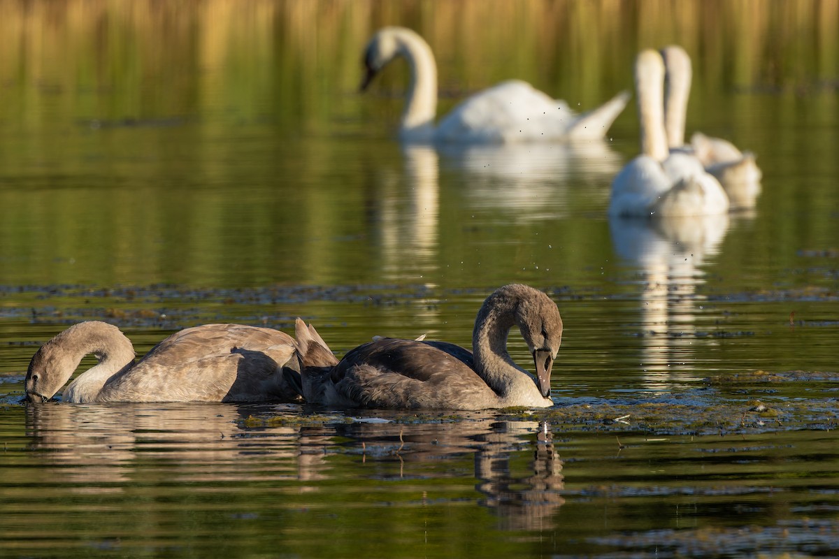 knoppsvane - ML644536727