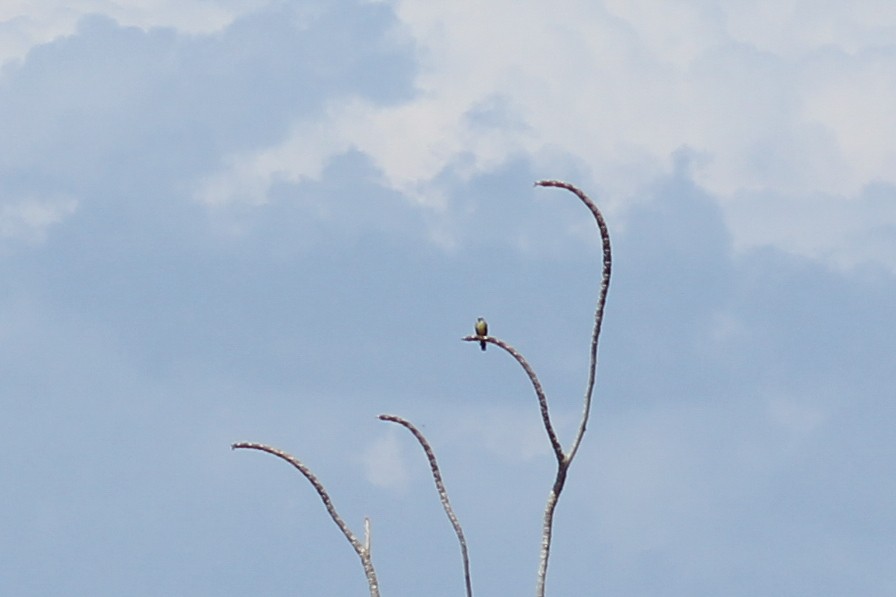 Tropical Kingbird - ML644536729