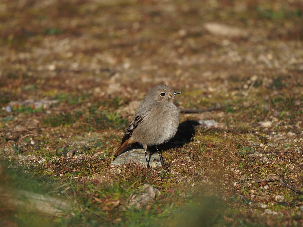 クロジョウビタキ（gibraltariensis／aterrimus） - ML644536730