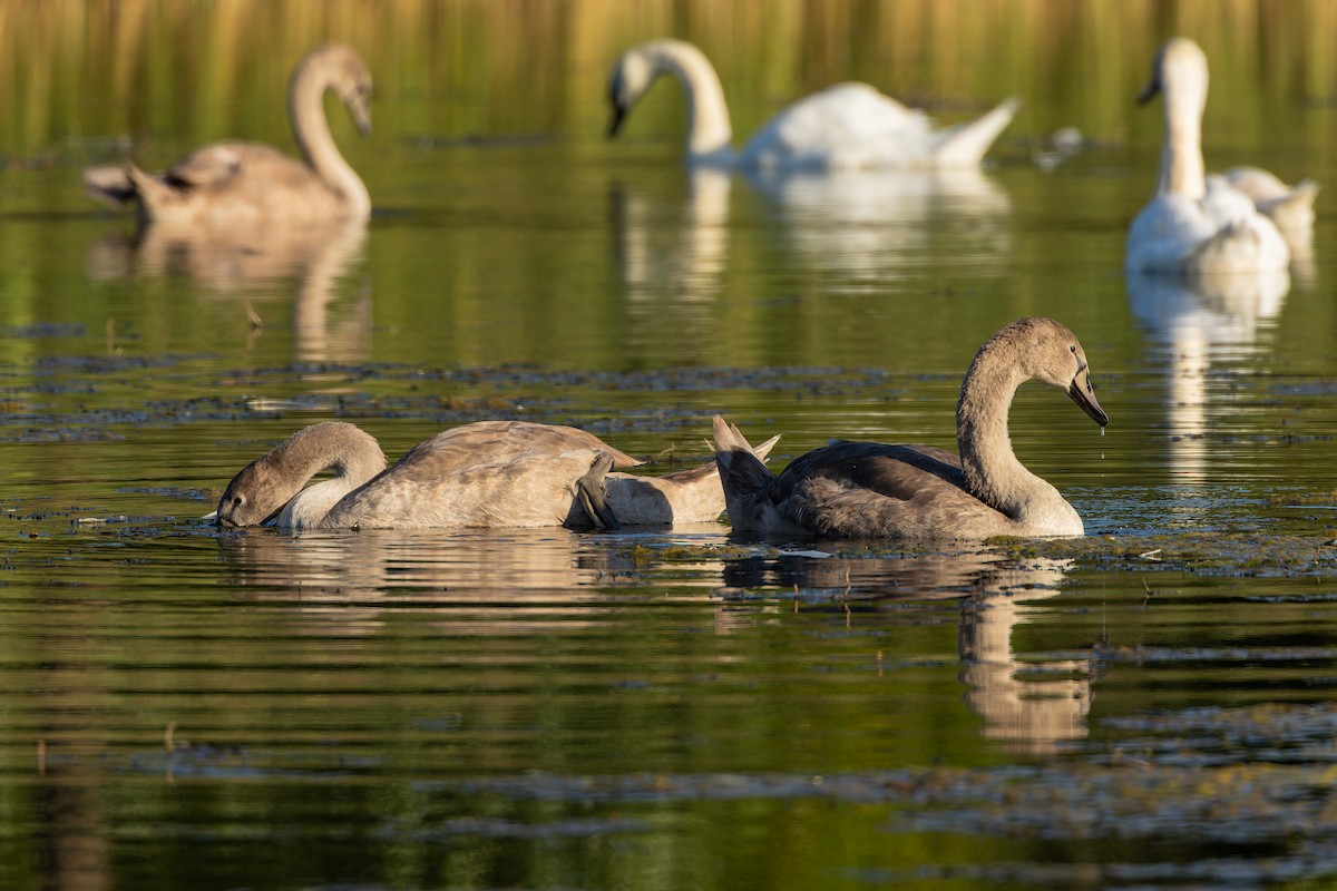 knoppsvane - ML644536734