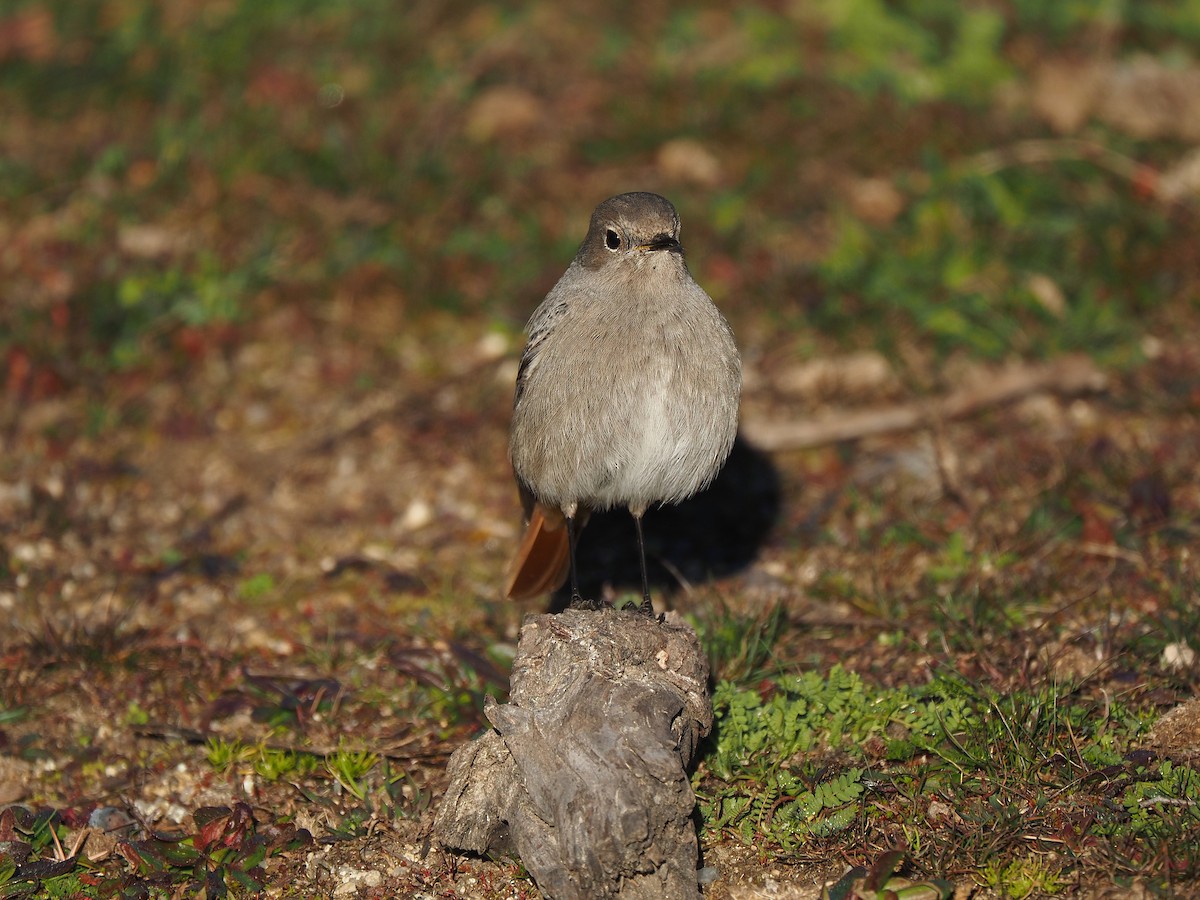 クロジョウビタキ（gibraltariensis／aterrimus） - ML644536740