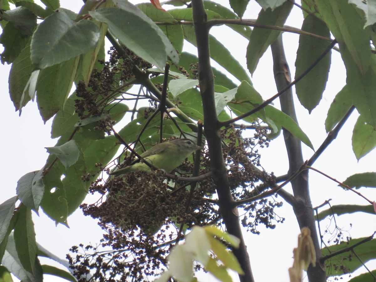 Brown-capped Vireo - ML644536741