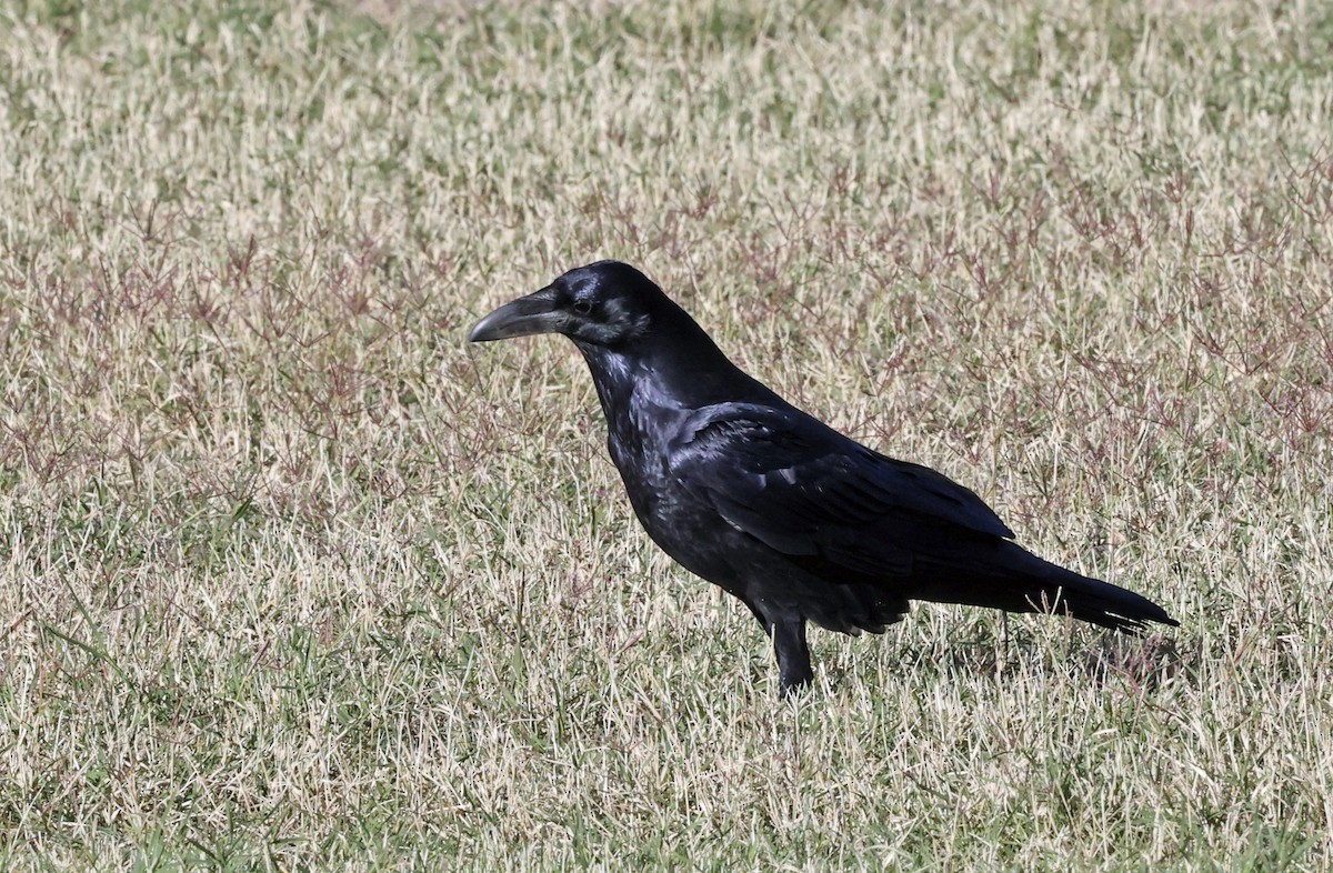 Kolkrabe - ML644536742