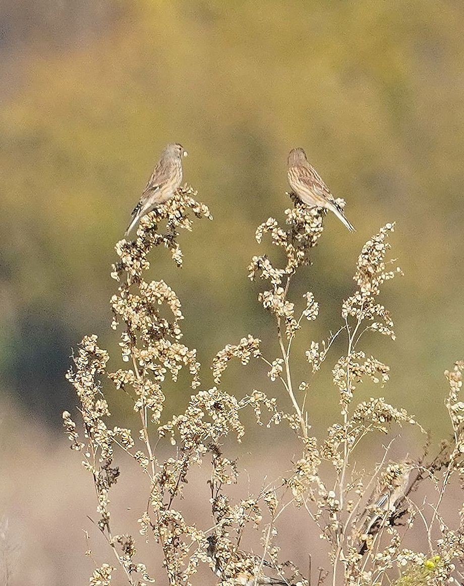 Eurasian Linnet - ML644536743