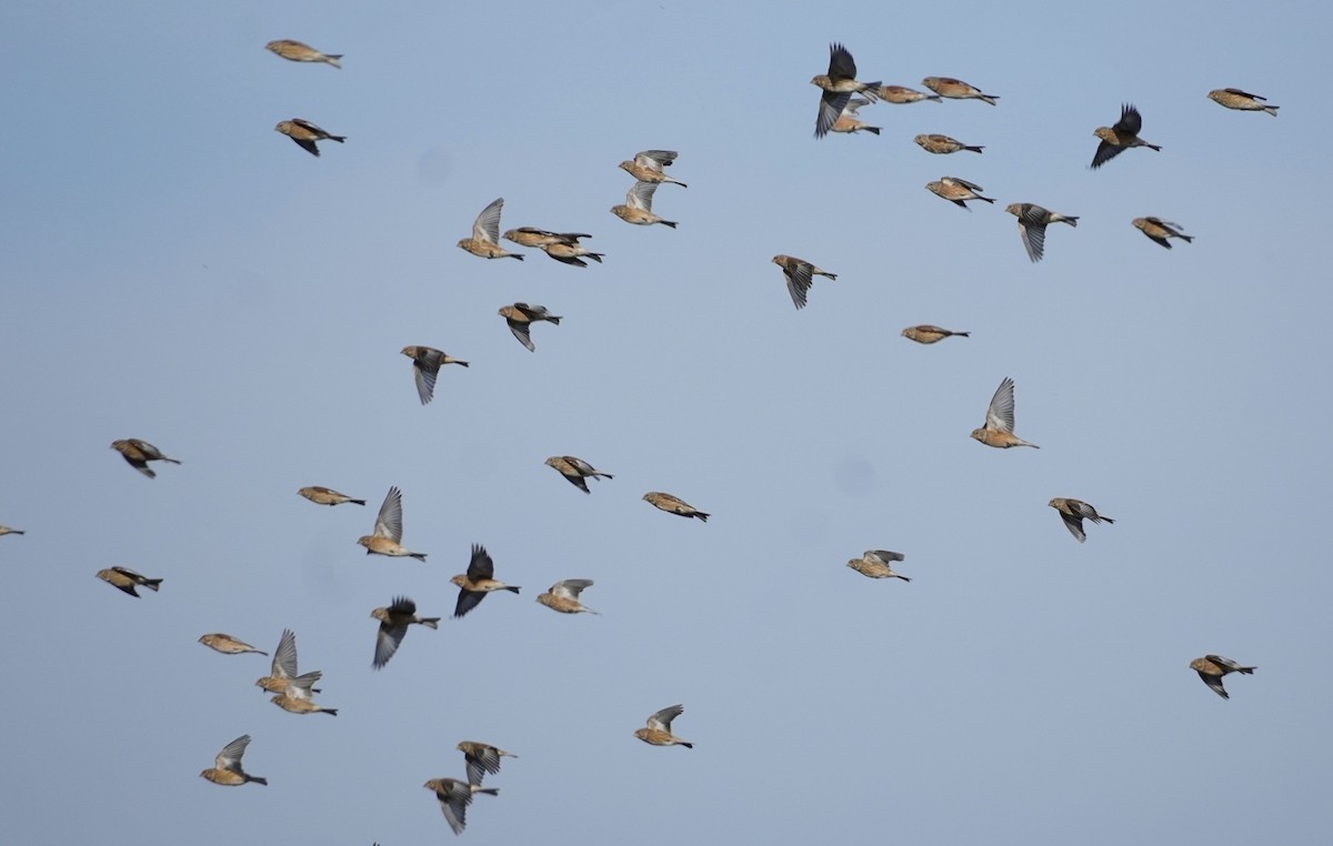 Eurasian Linnet - ML644536744