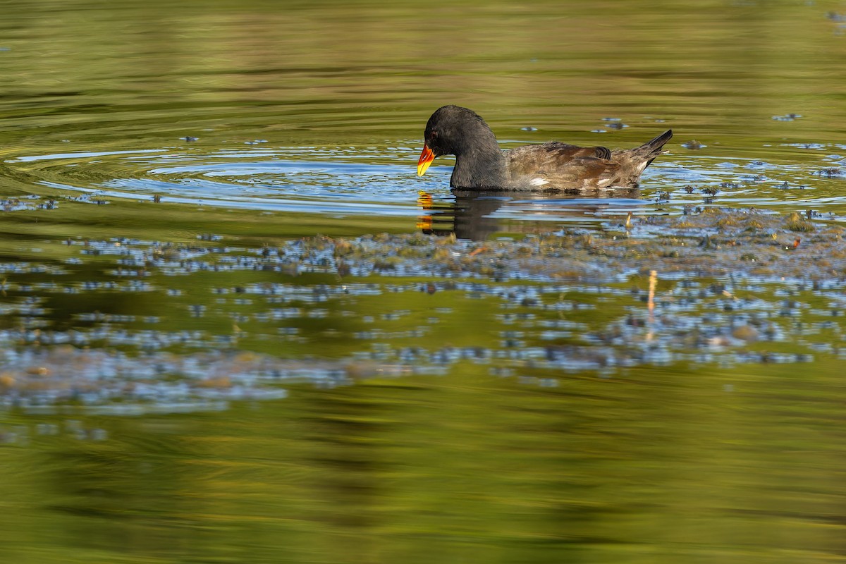 sivhøne - ML644536746