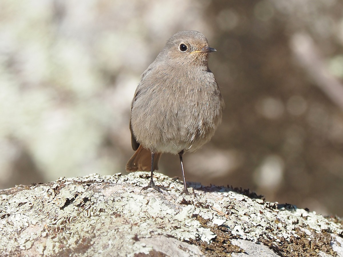 クロジョウビタキ（gibraltariensis／aterrimus） - ML644536748