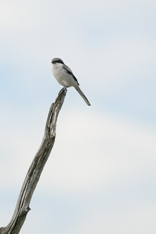 Louisianawürger - ML644536751