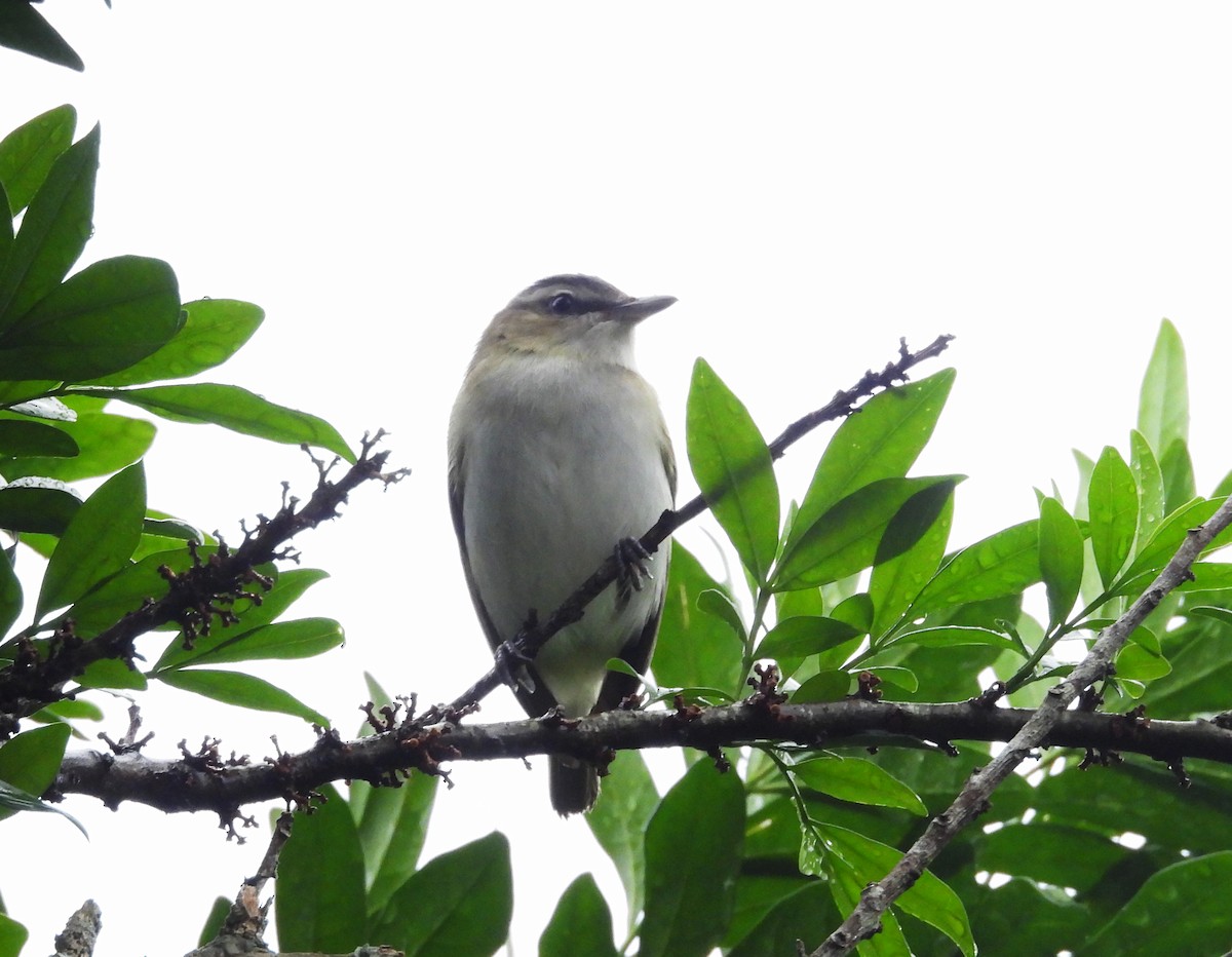 アカメモズモドキ - ML644536752