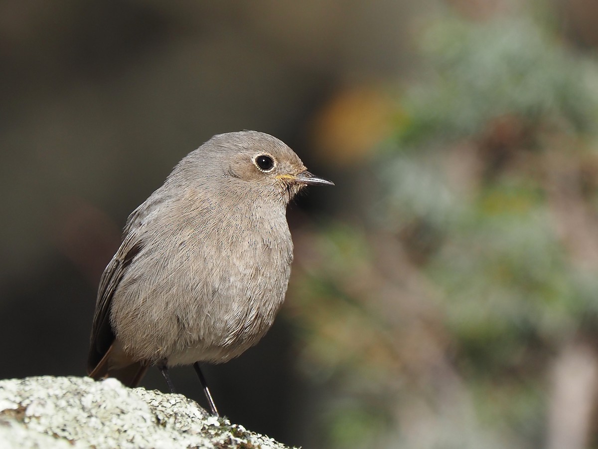 クロジョウビタキ（gibraltariensis／aterrimus） - ML644536756