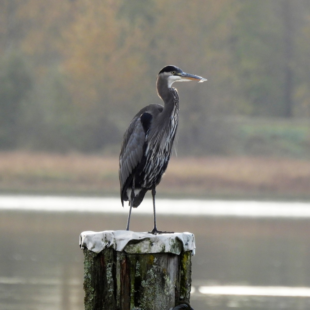 Great Blue Heron - ML644536757