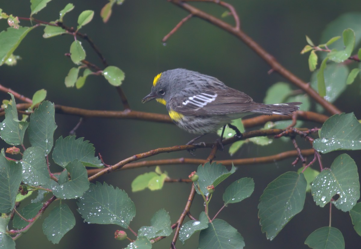 Миртовый певун (auduboni) - ML644536761