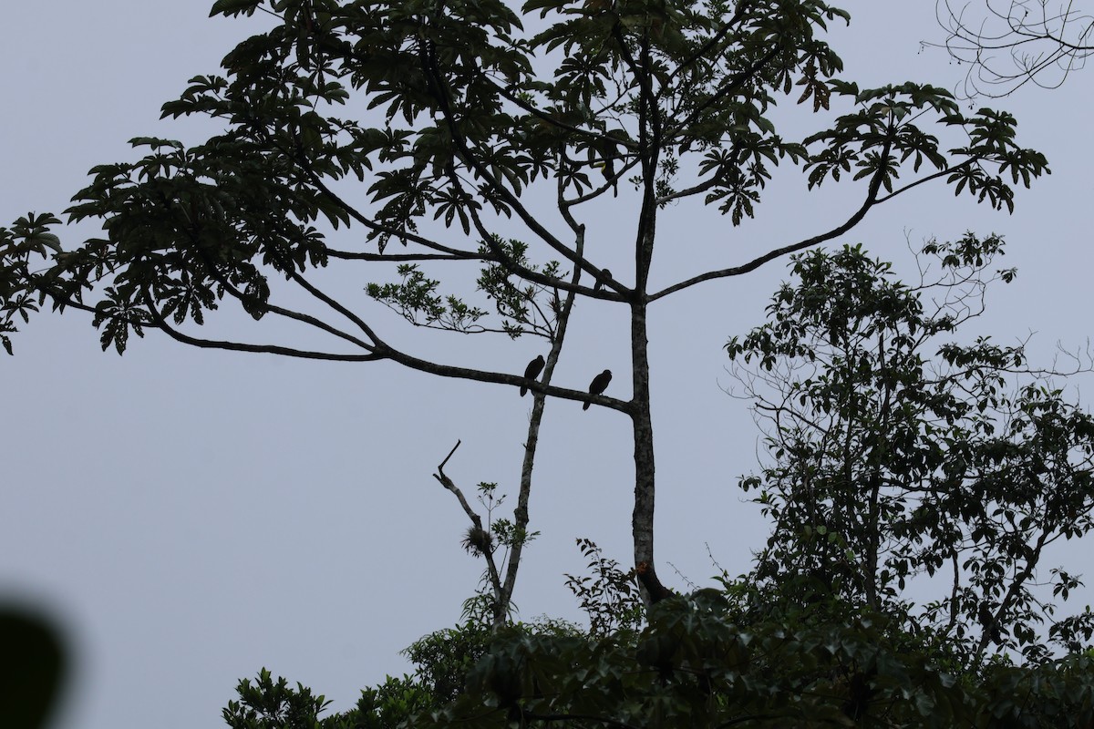 Keel-billed Toucan - ML644536763