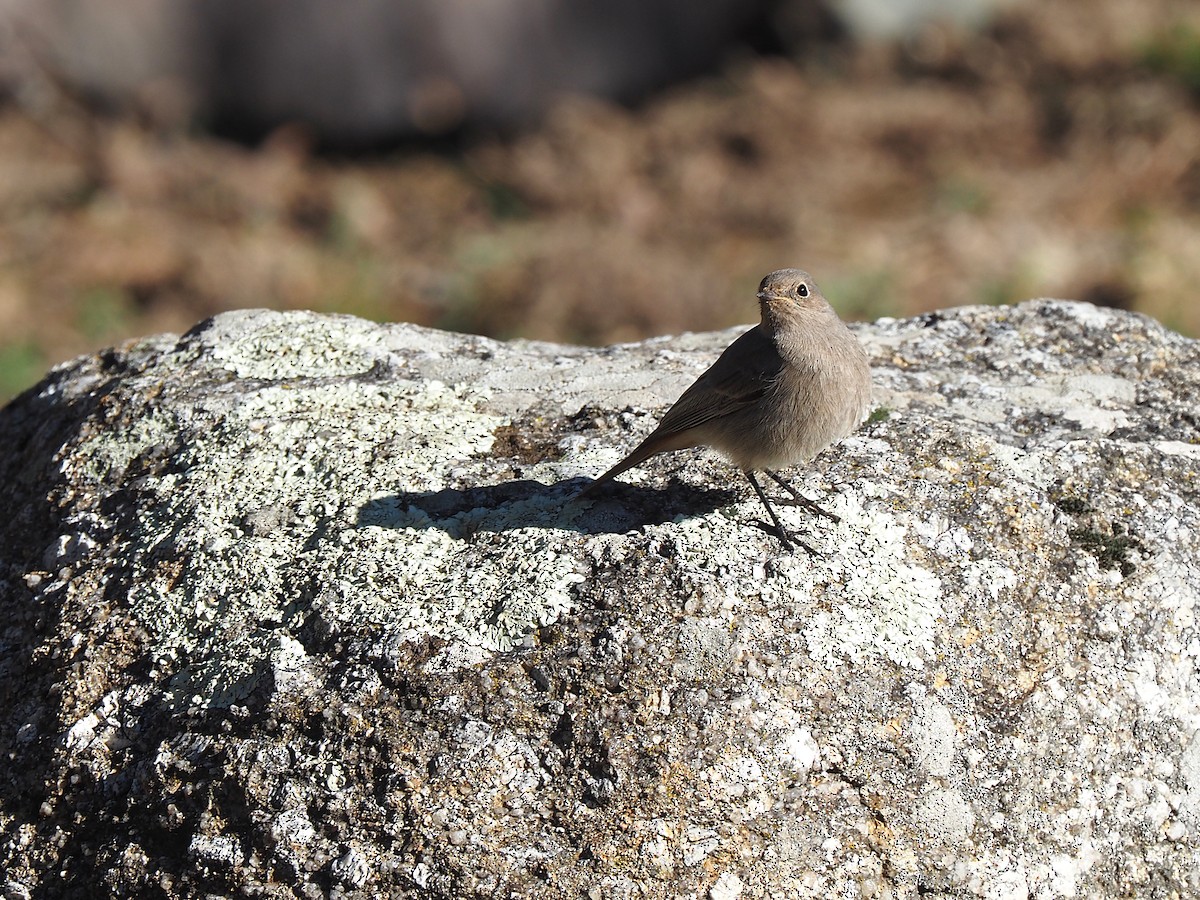 クロジョウビタキ（gibraltariensis／aterrimus） - ML644536771