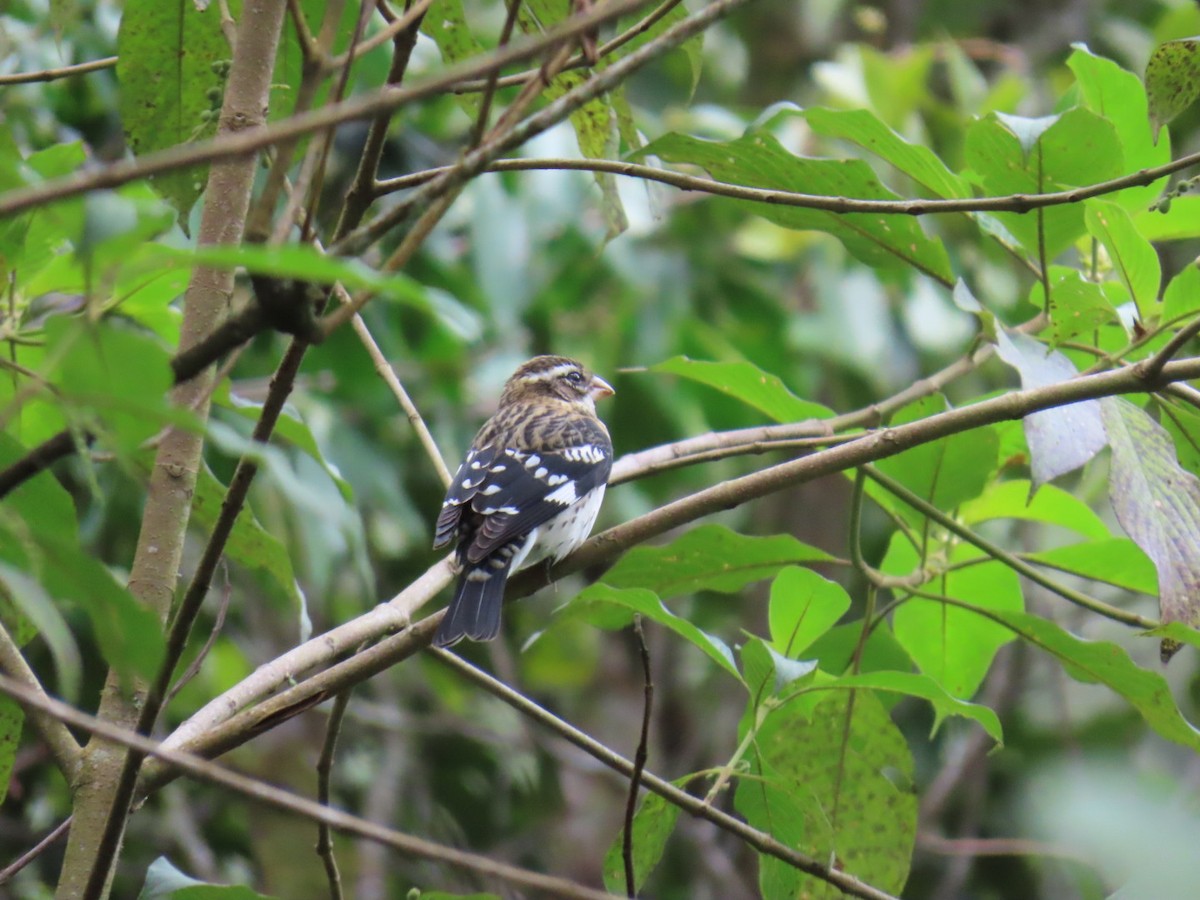 Rose-breasted Grosbeak - ML644536775