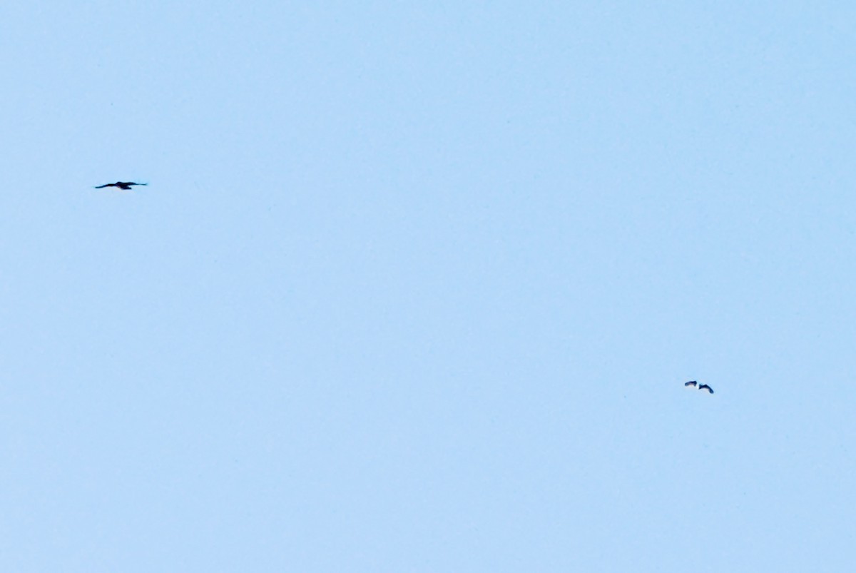 コミミズク - ML644536778