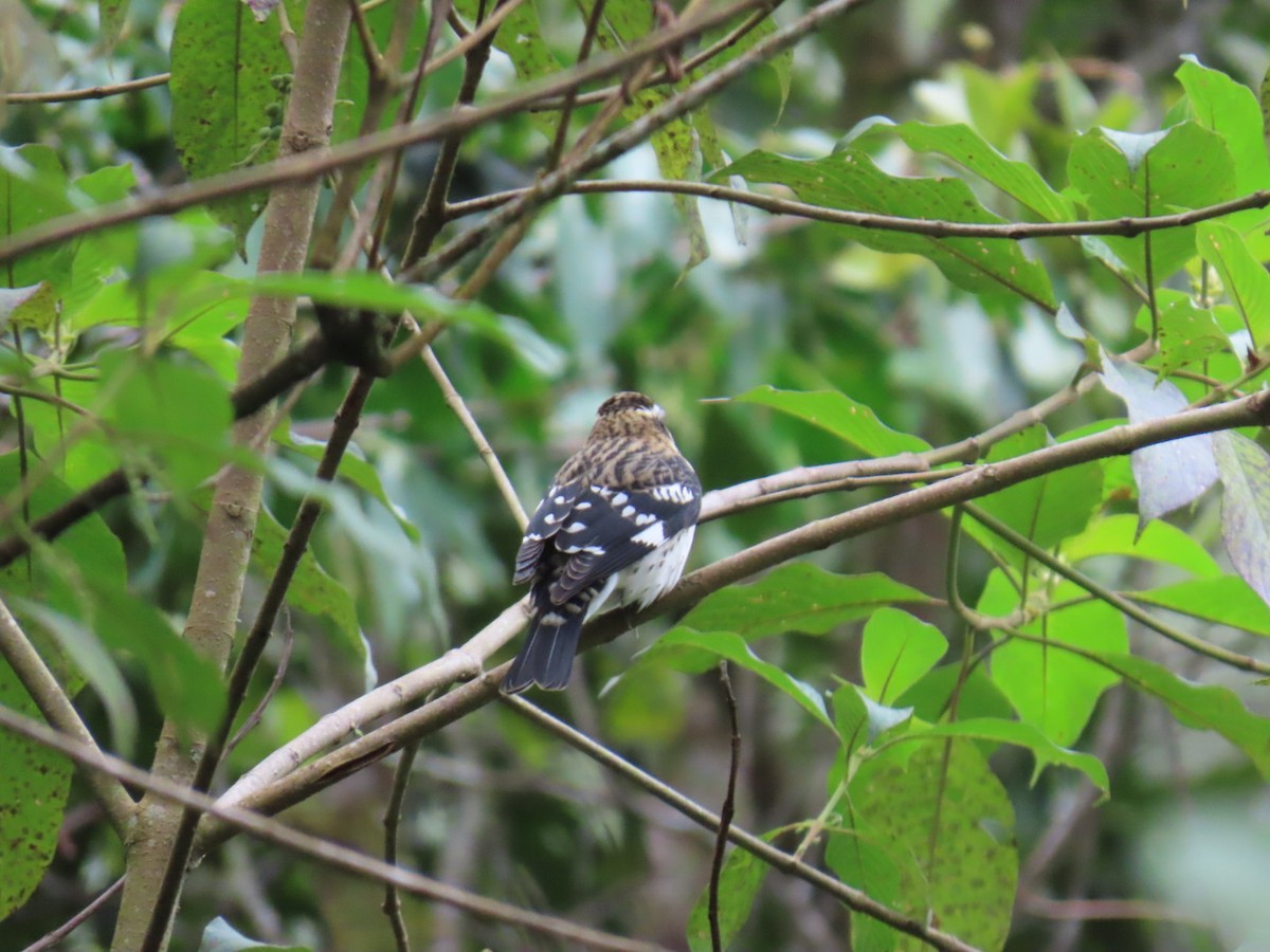 Rose-breasted Grosbeak - ML644536782