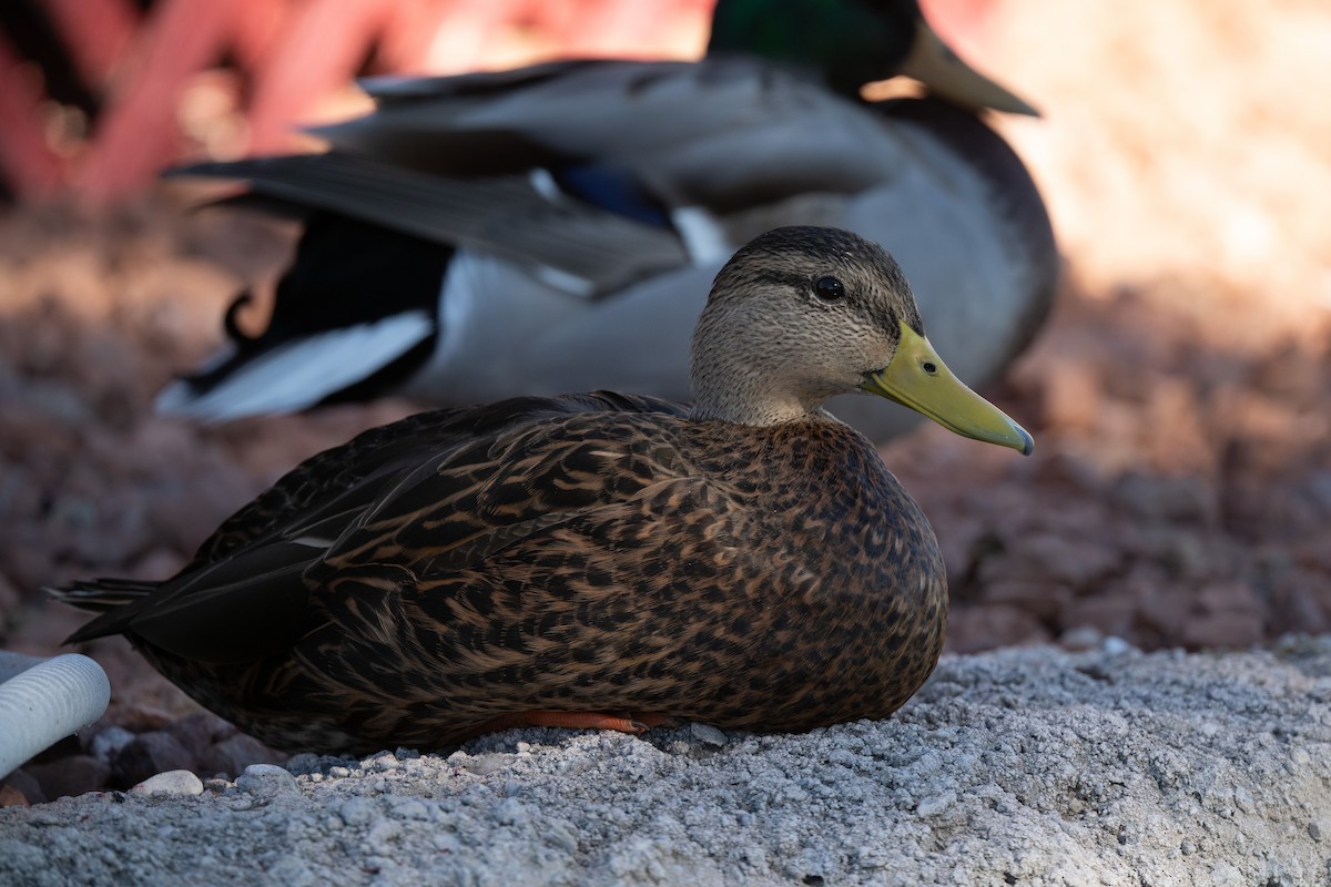 Canard du Mexique - ML644536784