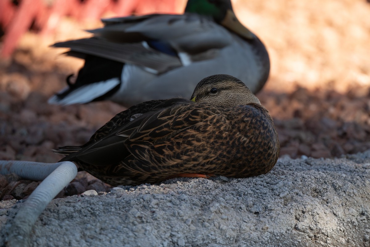 Canard du Mexique - ML644536785