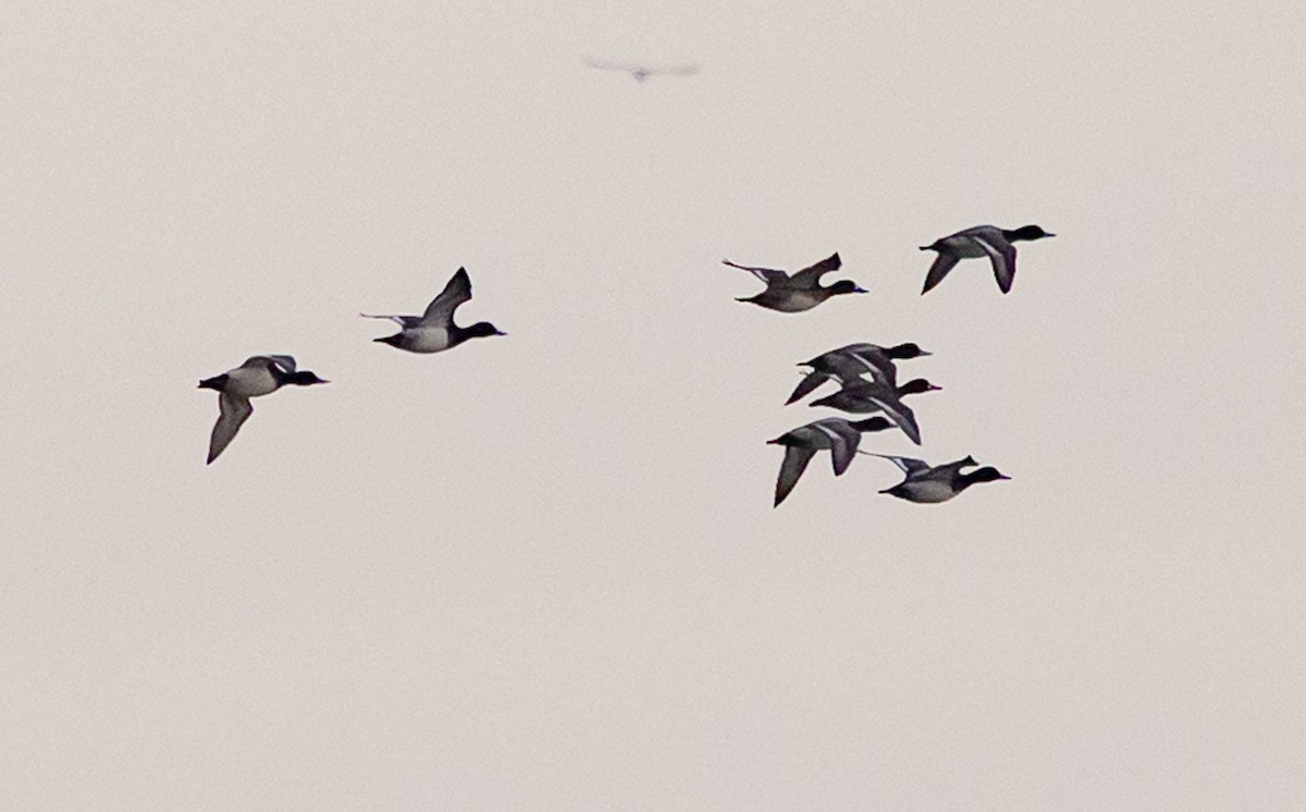 コスズガモ - ML644536799