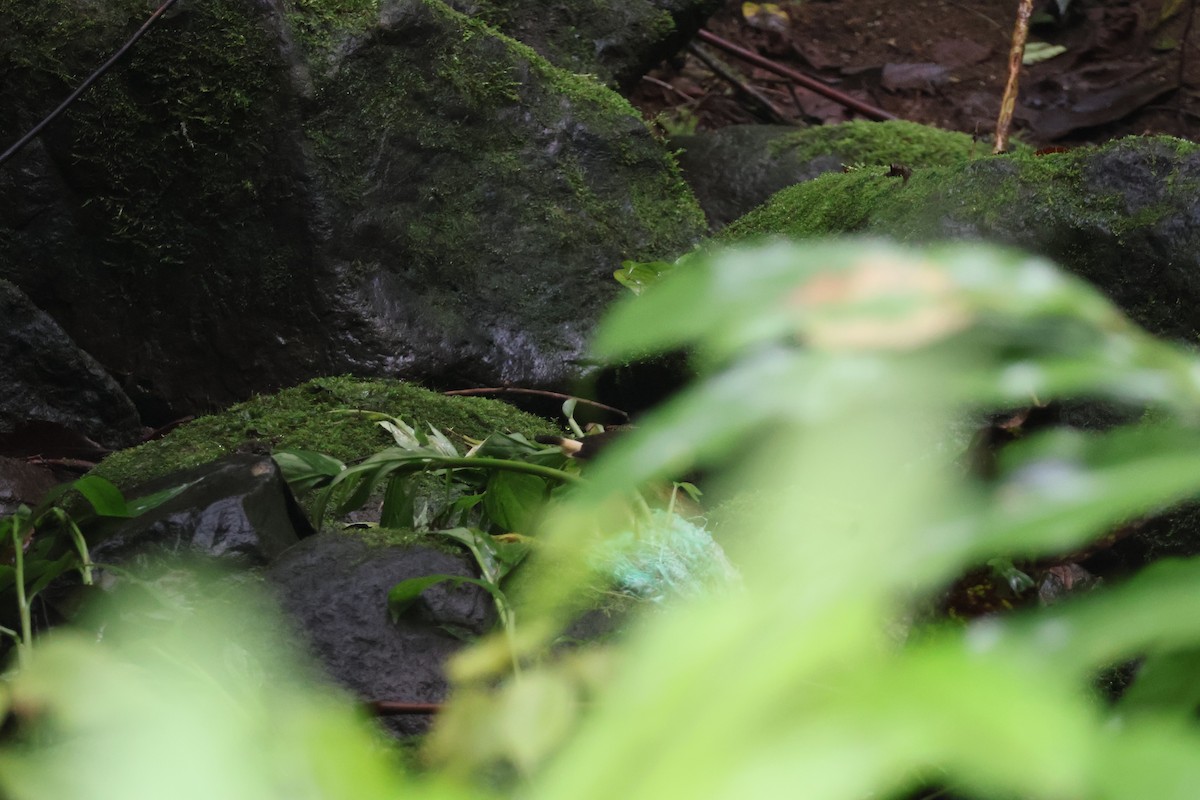 Buff-rumped Warbler - ML644536801