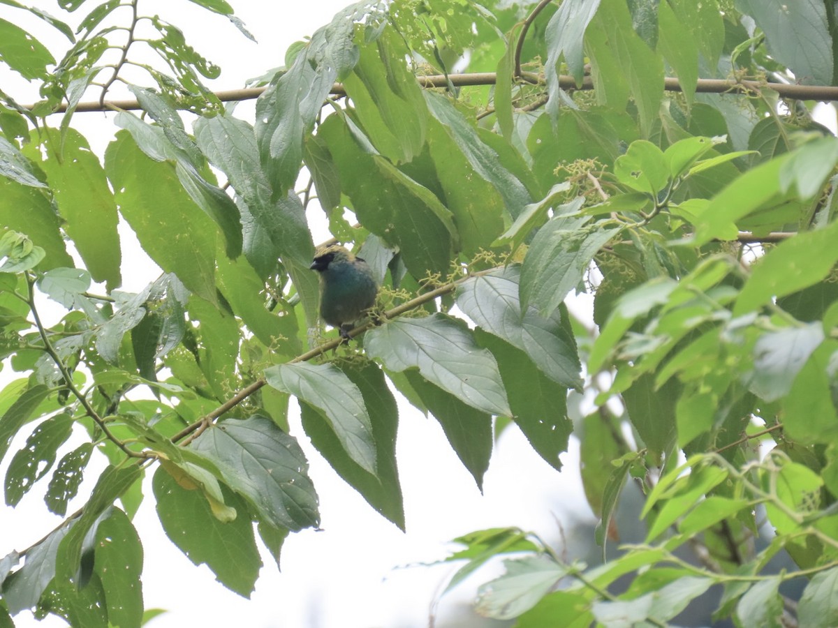 テリミドリフウキンチョウ - ML644536802