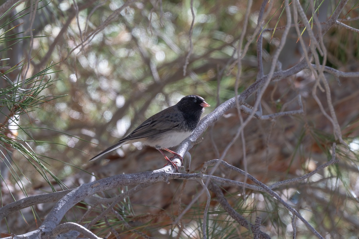 Junco ardoisé (cismontanus) - ML644536807