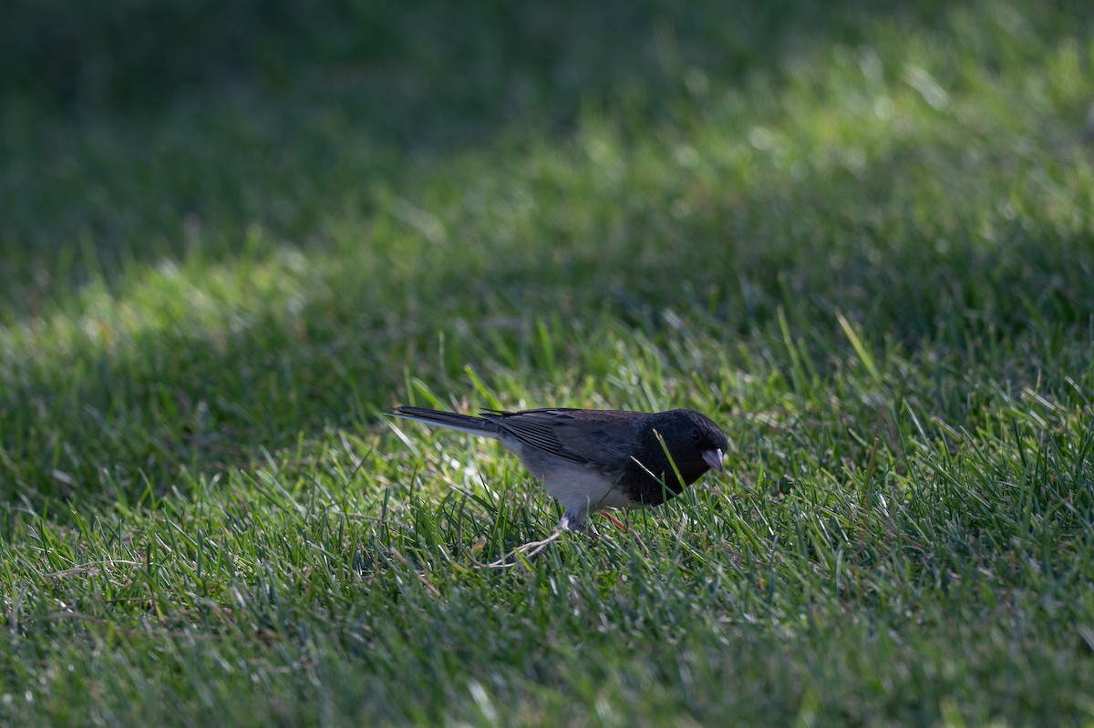 Junco ardoisé (cismontanus) - ML644536808
