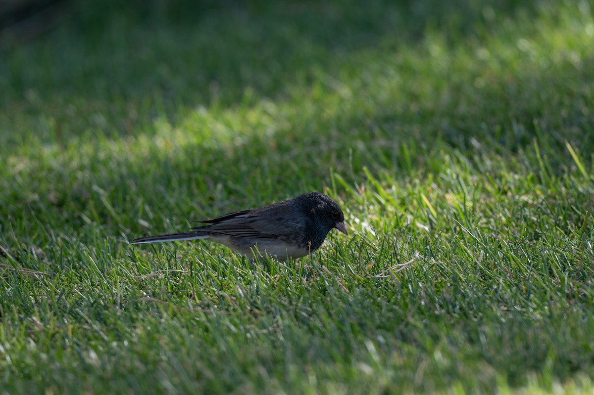 Junco ardoisé (cismontanus) - ML644536809