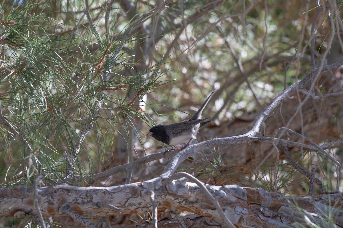 Junco ardoisé (cismontanus) - ML644536810
