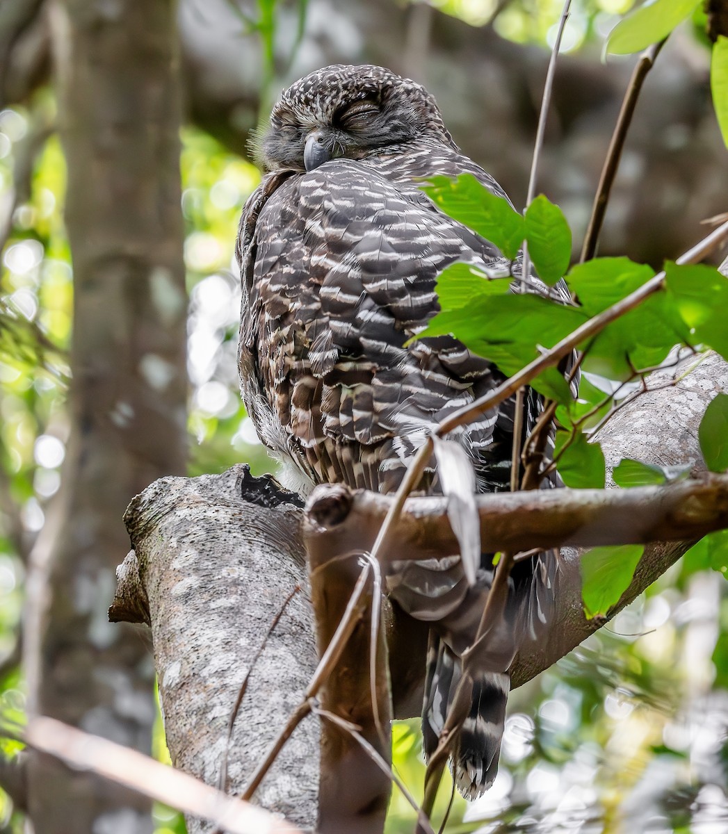 Powerful Owl - ML644536812