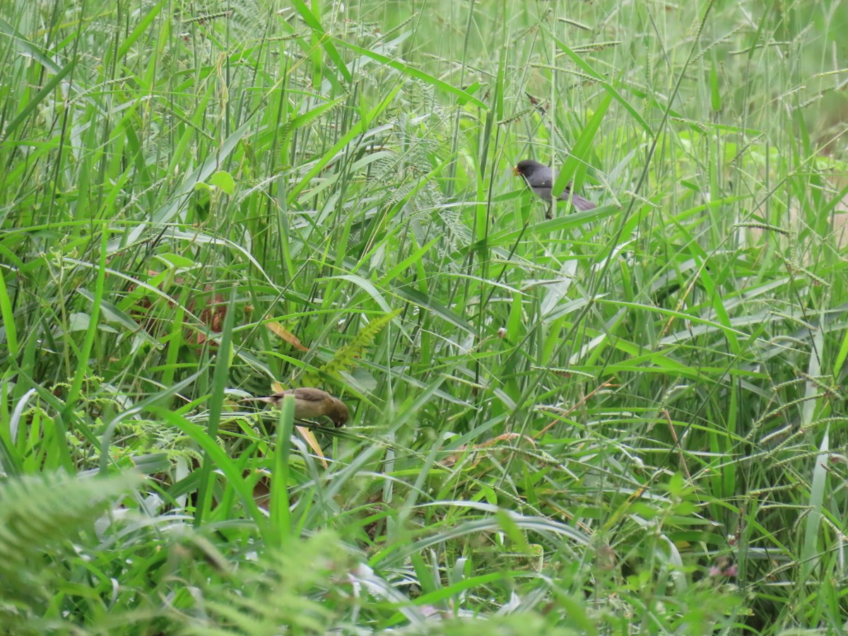 gråfrøeter - ML644536821