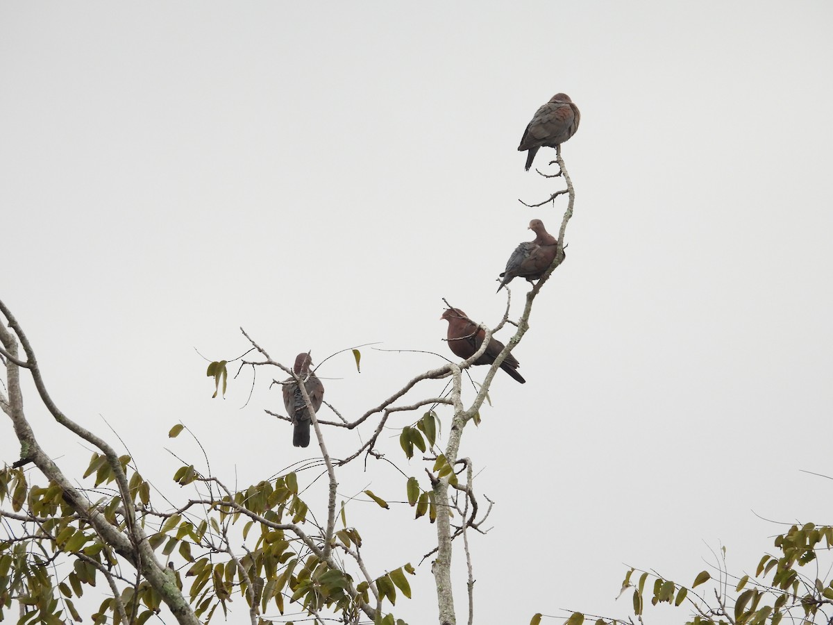 Sarı Gagalı Kızılca Güvercin - ML644536825