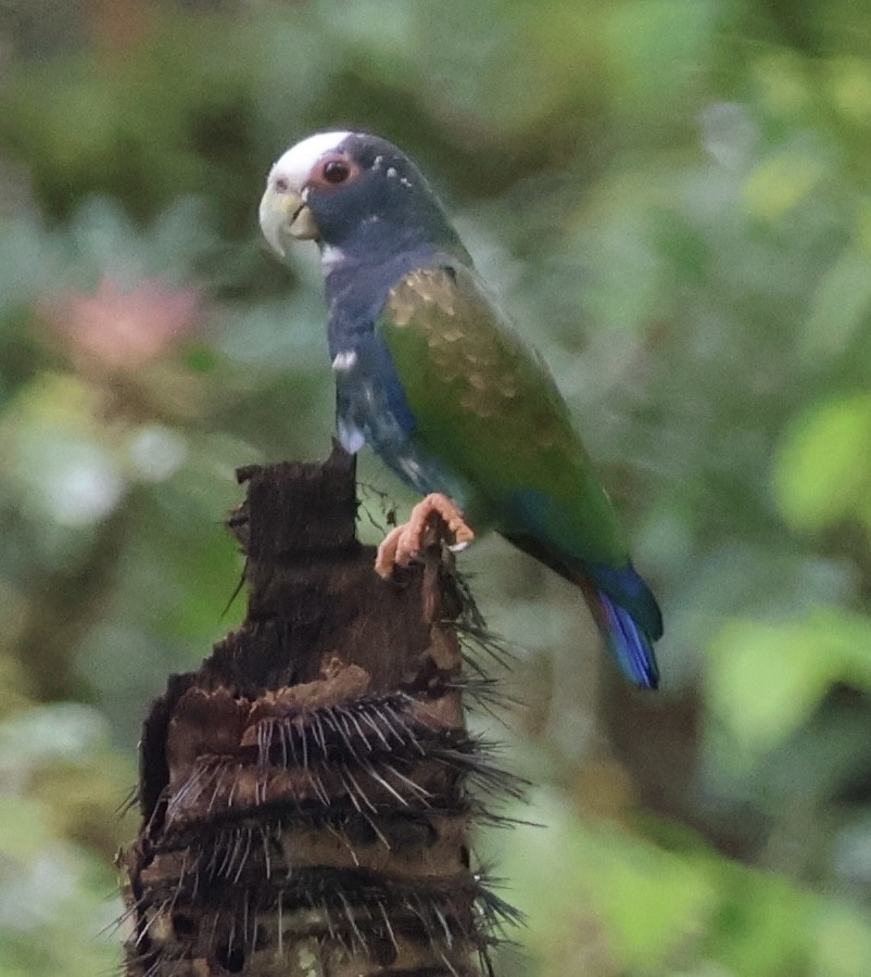 Loro Senil - ML644536829