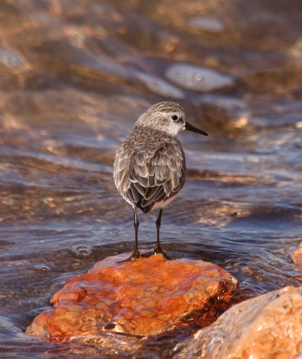חופית קטנה - ML644536835