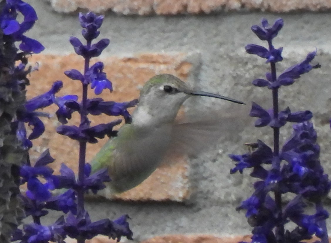 Black-chinned Hummingbird - ML644536837