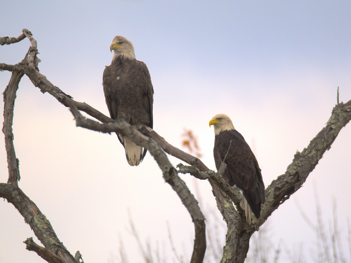 Белоголовый орлан - ML644536839