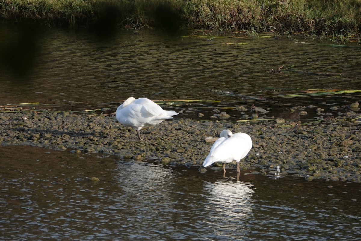 Cisne Vulgar - ML644536840