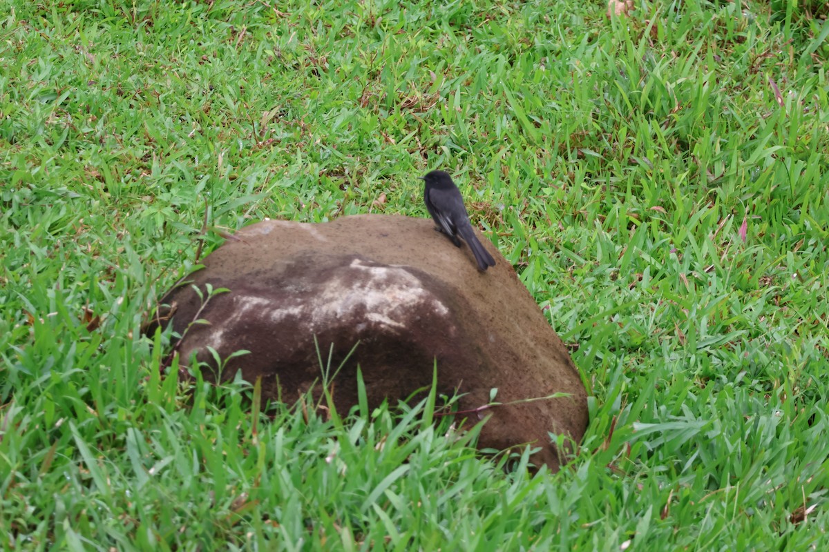 Black Phoebe - ML644536844