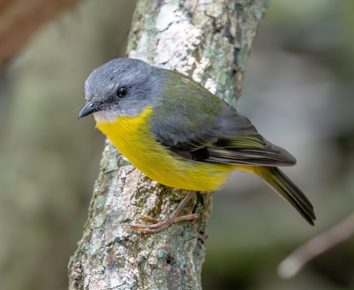 Petroica Amarilla - ML644536846