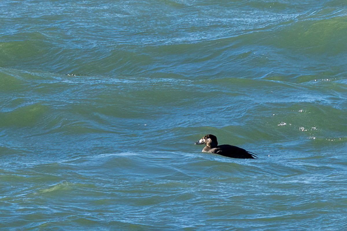 turpan pestrozobý - ML644536847