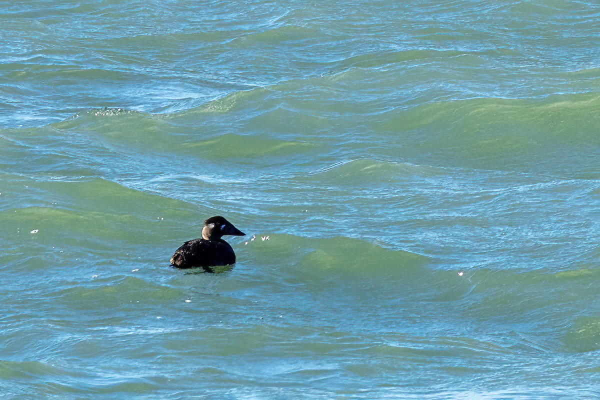 turpan pestrozobý - ML644536848
