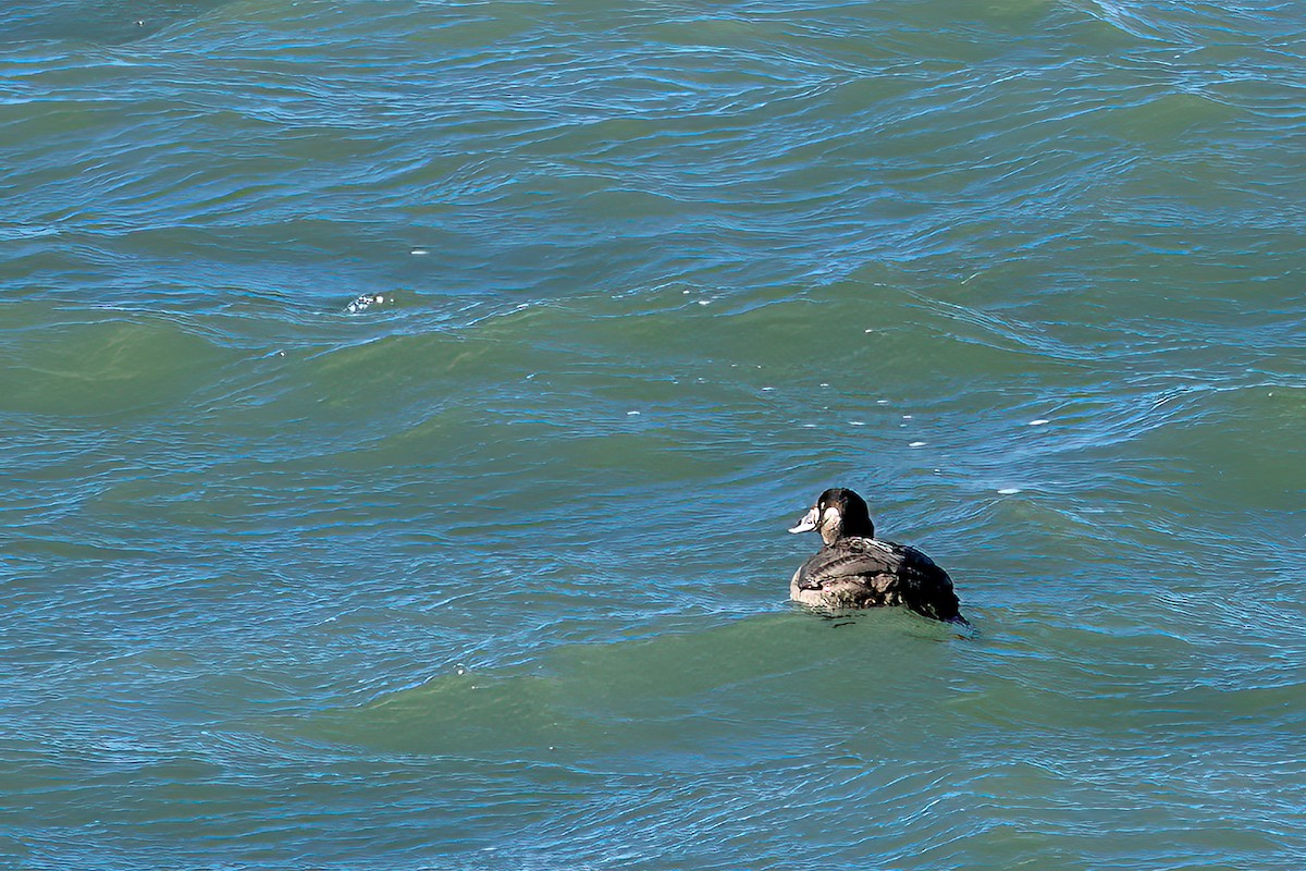 turpan pestrozobý - ML644536849