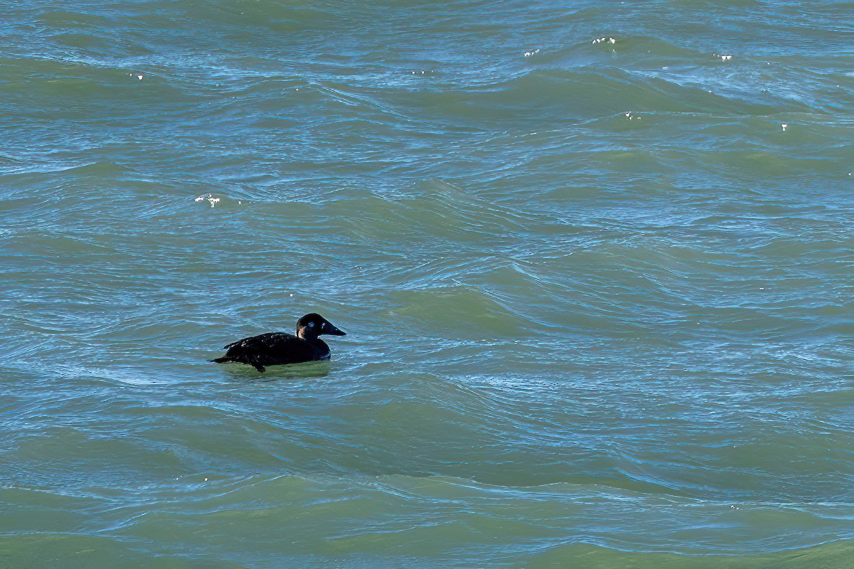 turpan pestrozobý - ML644536850