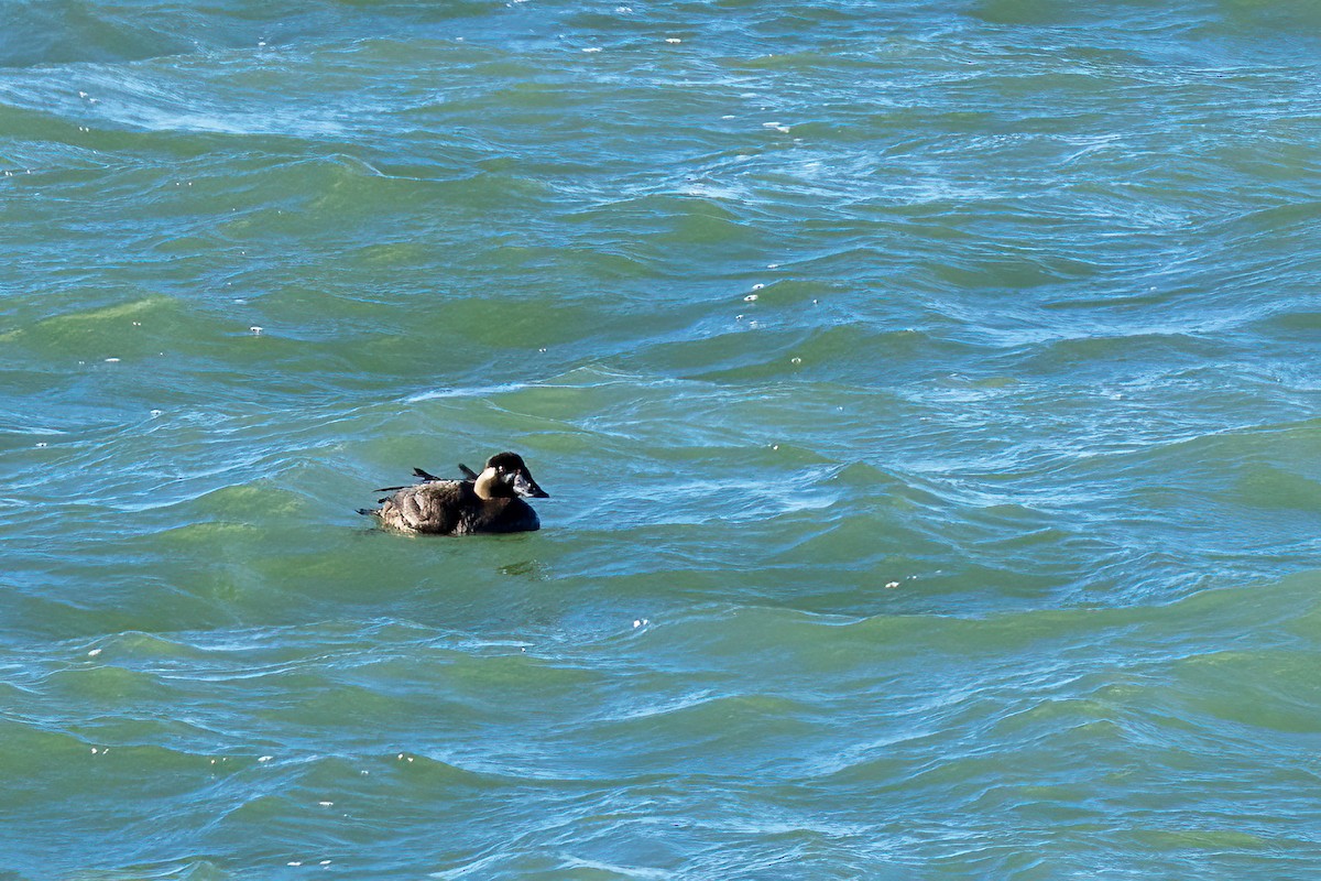 turpan pestrozobý - ML644536851