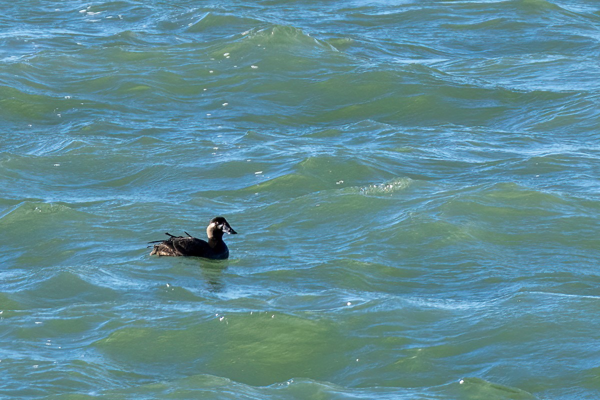 turpan pestrozobý - ML644536852