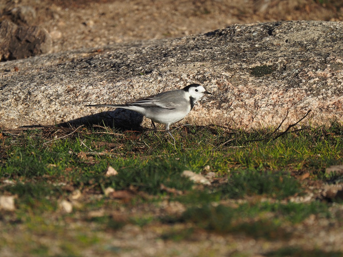 ハクセキレイ - ML644536853