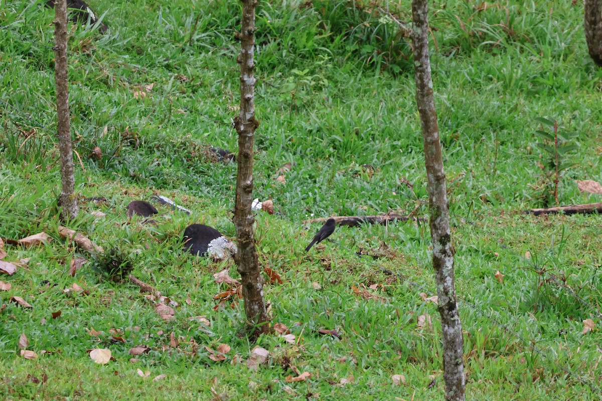 Black Phoebe - ML644536854