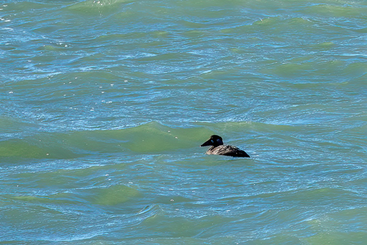 turpan pestrozobý - ML644536855